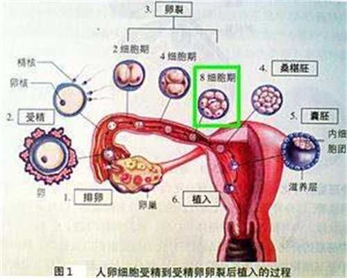 深圳代孕生孩子包成功多少钱_每月月经期间提前5天正常吗